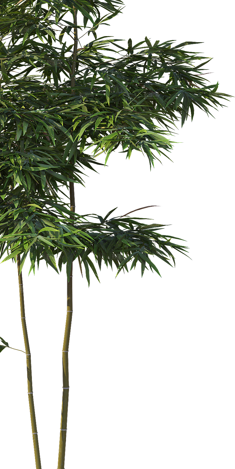 高清景观植物乔木花卉草本观赏草灌木素材