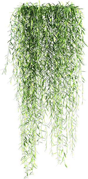 高清景观植物乔木花卉草本观赏草灌木素材