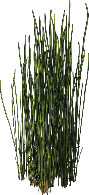 高清景观植物乔木花卉草本观赏草灌木素材