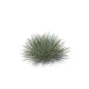 高清景观植物乔木花卉草本观赏草灌木素材
