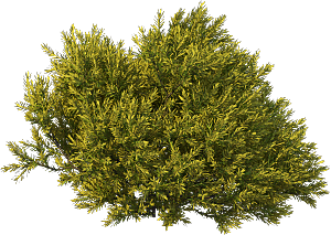 高清景观植物乔木花卉草本观赏草灌木
