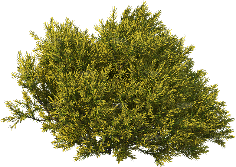 高清景观植物乔木花卉草本观赏草灌木