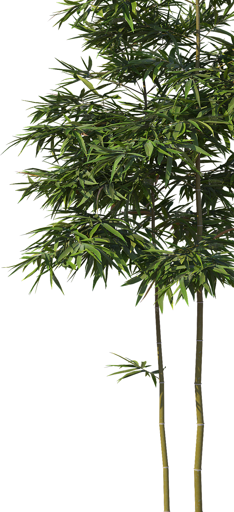 高清景观植物乔木花卉草本观赏草灌木