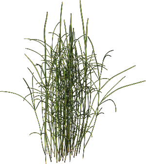 高清景观植物乔木花卉草本观赏草灌木