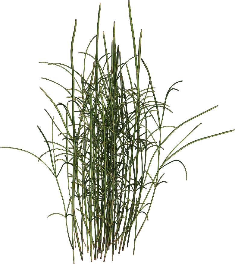 高清景观植物乔木花卉草本观赏草灌木