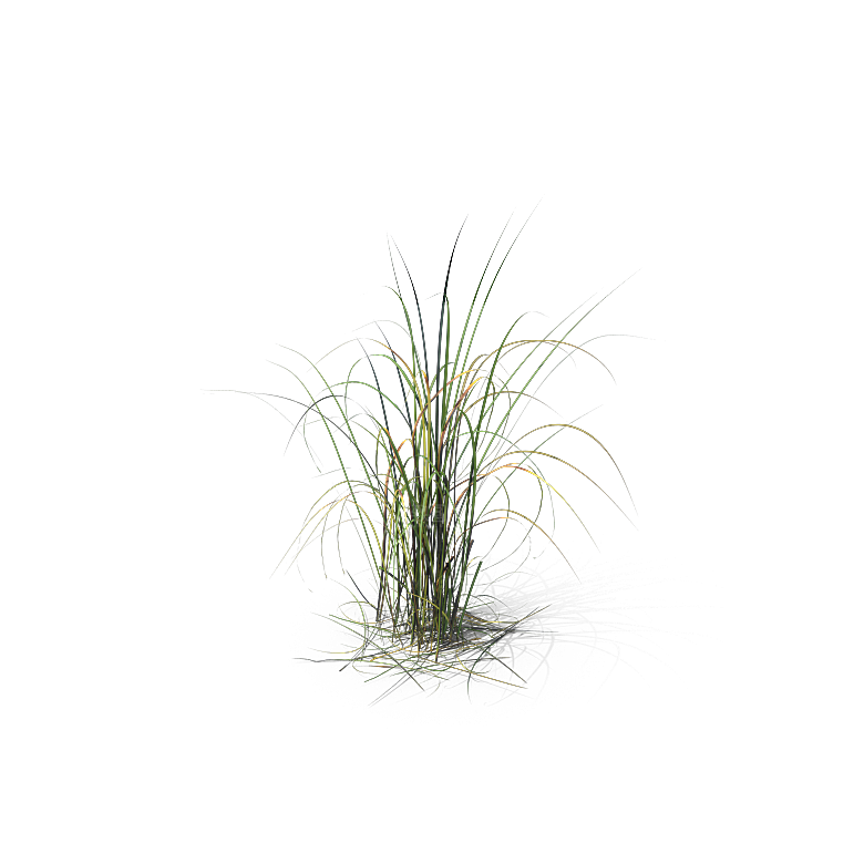 高清景观植物乔木花卉草本观赏草灌木