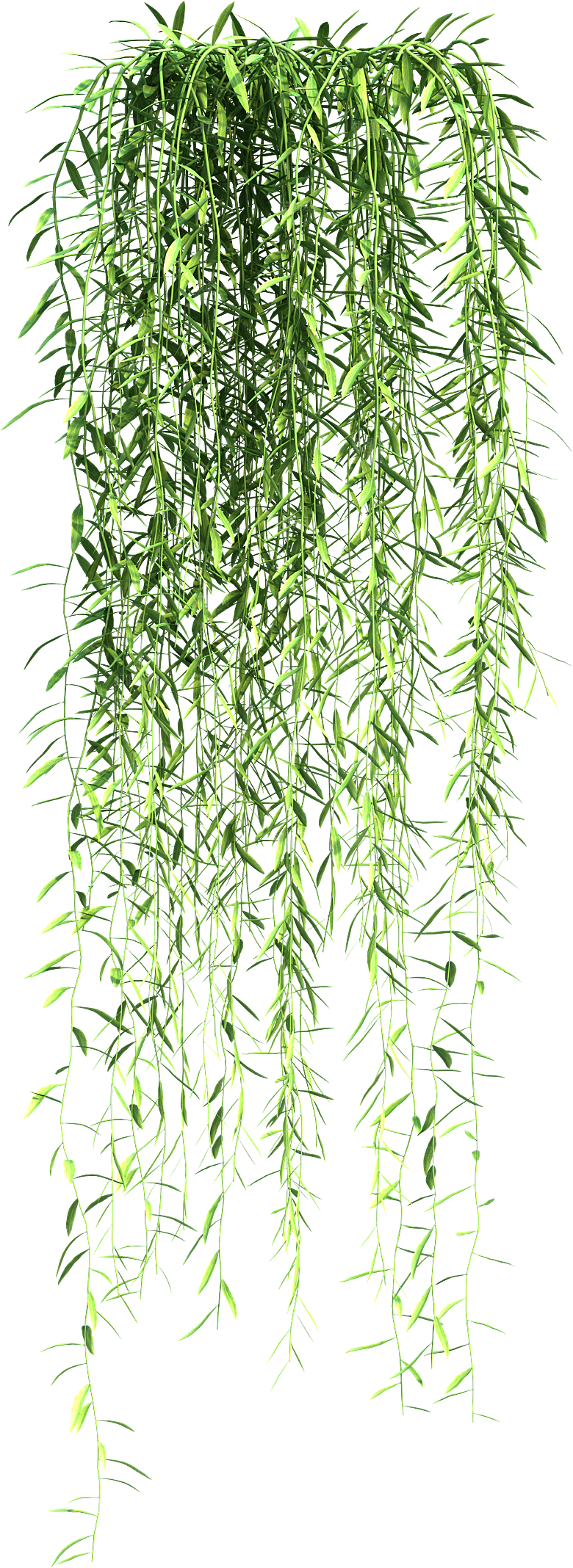 高清景观植物乔木花卉草本观赏草灌木