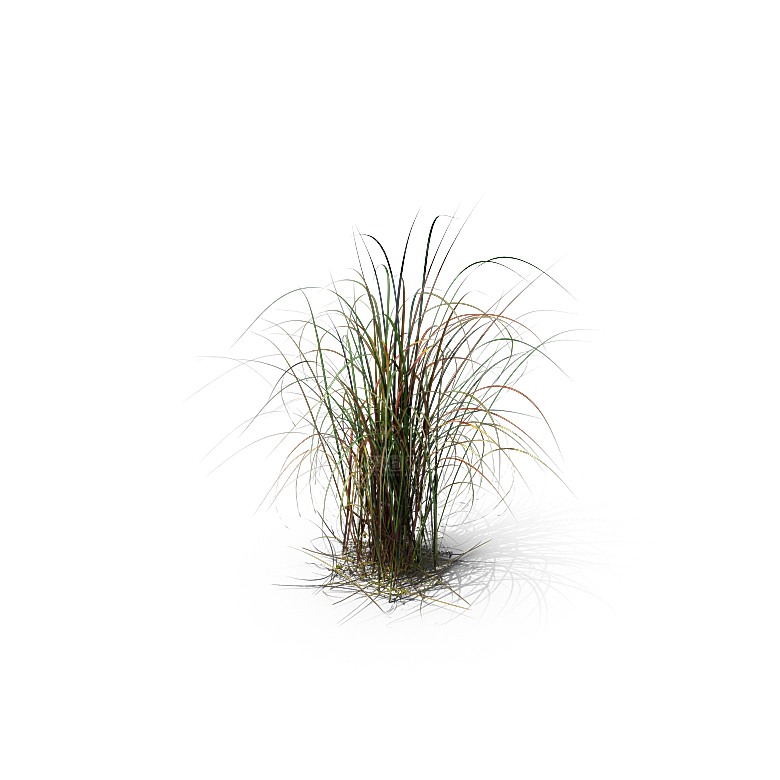 高清景观植物乔木花卉草本观赏草灌木