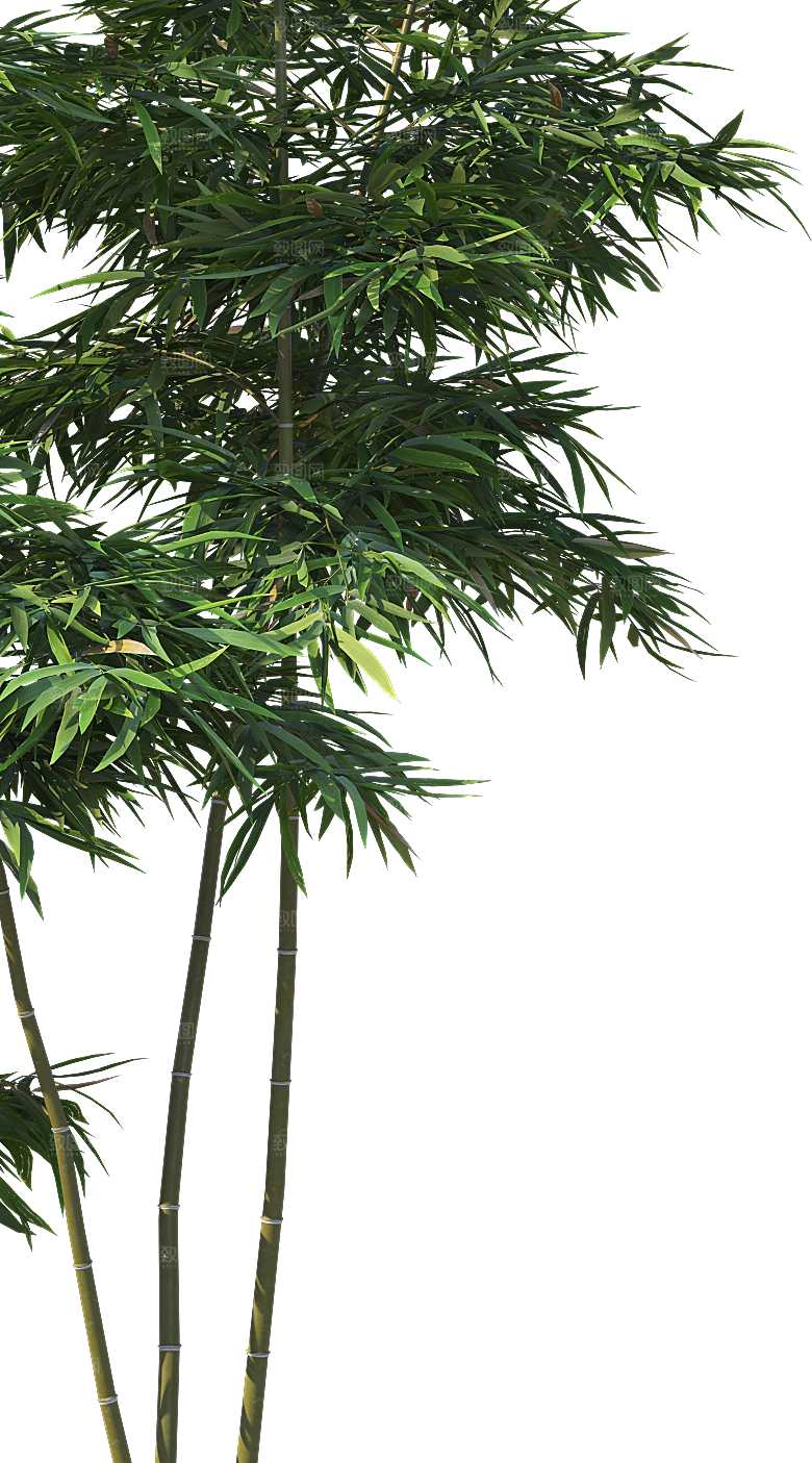 高清景观植物乔木花卉草本观赏草灌木