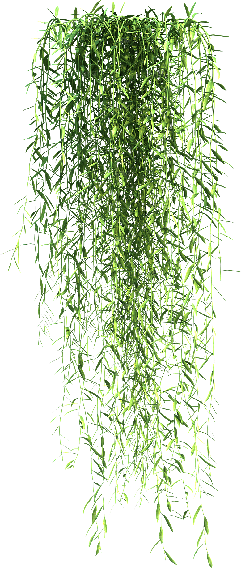 高清景观植物乔木花卉草本观赏草灌木