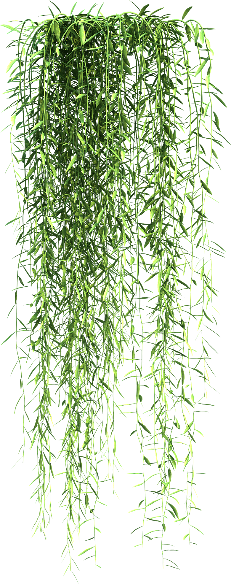 高清景观植物乔木花卉草本观赏草灌木素材