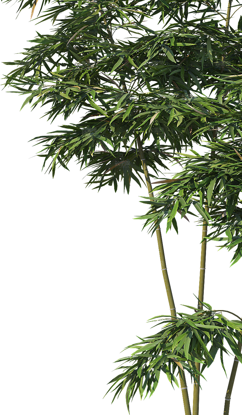 高清景观植物乔木花卉草本观赏草灌木素材