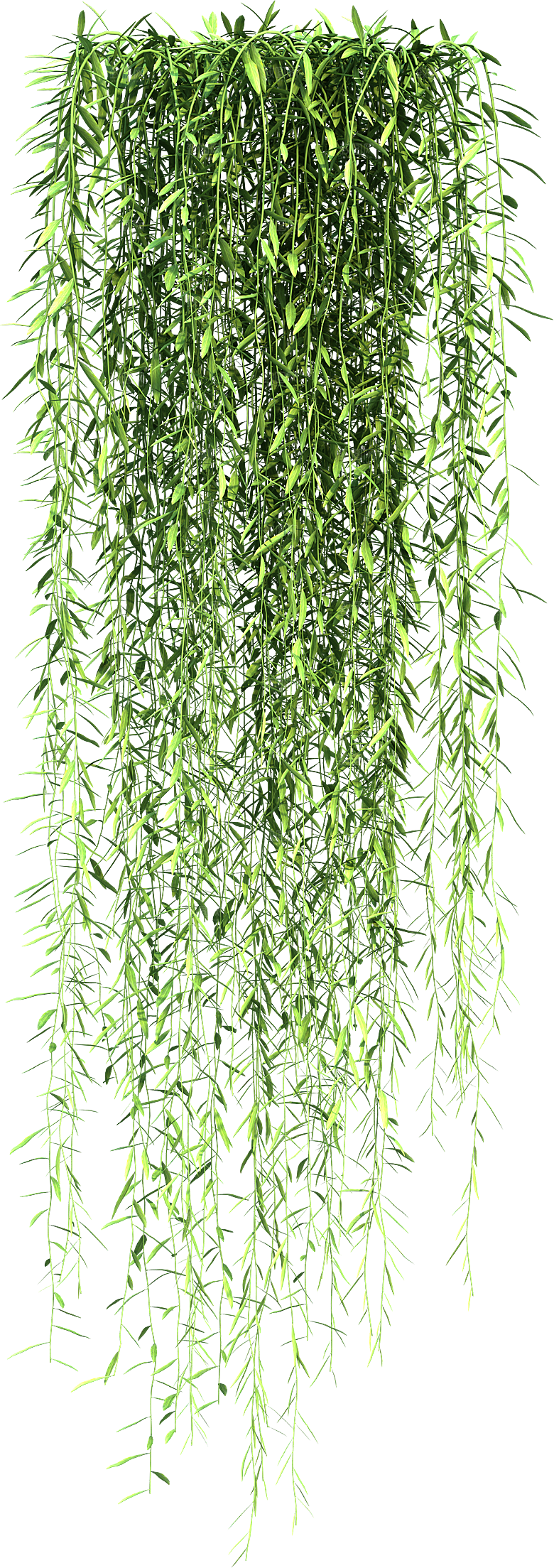 高清景观植物乔木花卉草本观赏草灌木素材