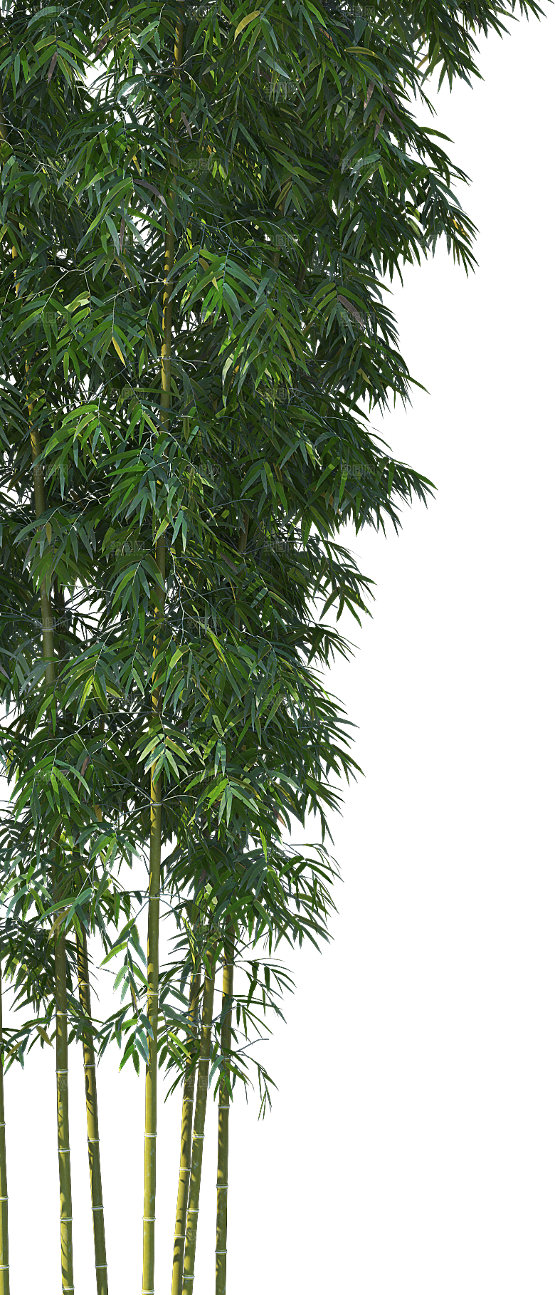 高清景观植物乔木花卉草本观赏草灌木