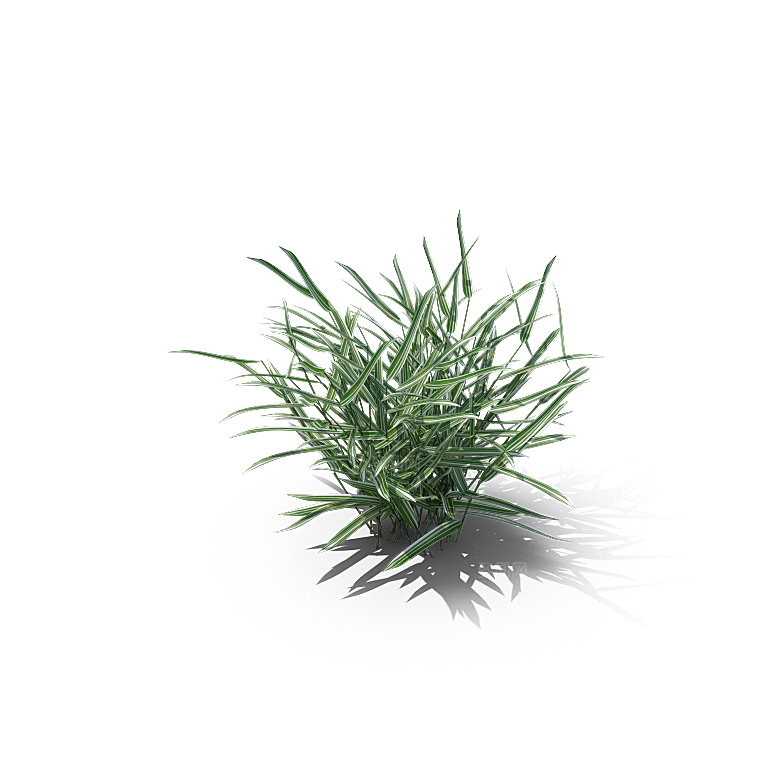高清景观植物乔木花卉草本观赏草灌木