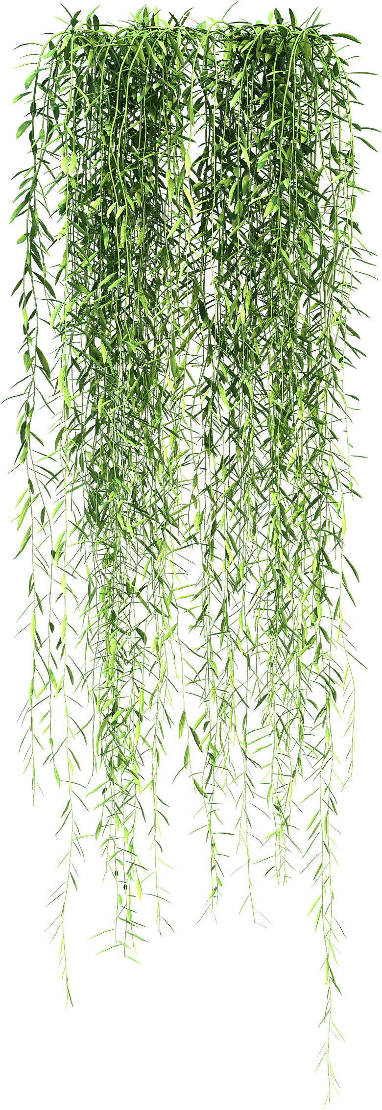 高清景观植物乔木花卉草本观赏草灌木