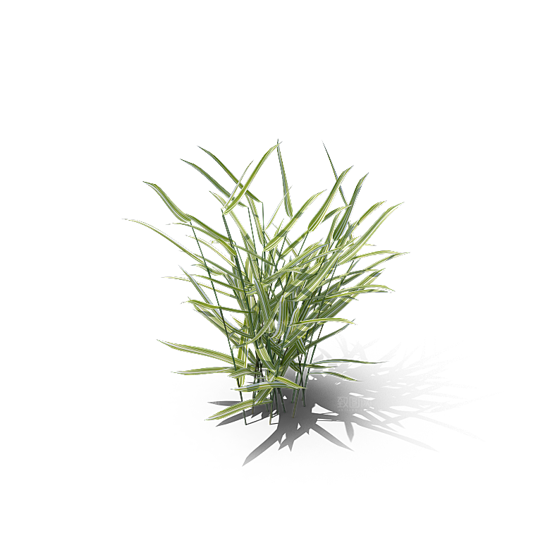 高清景观植物乔木花卉草本观赏草灌木
