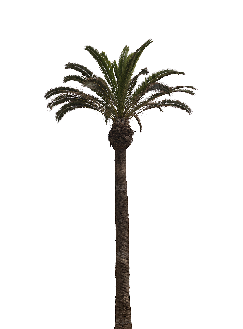 高清景观植物乔木花卉草本观赏草灌木