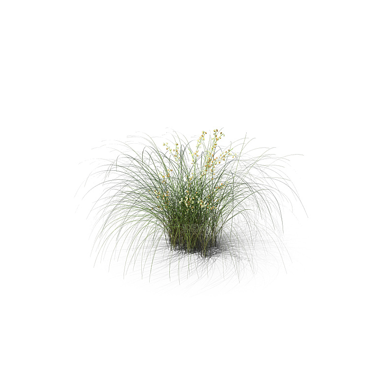 高清景观植物乔木花卉草本观赏草灌木