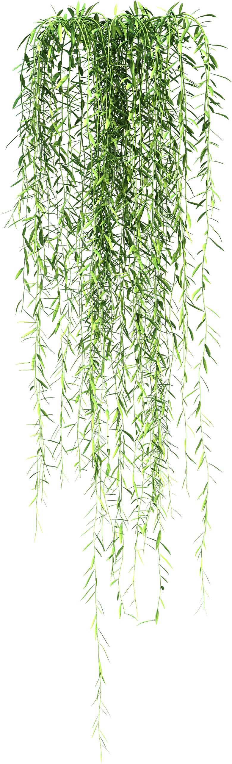 高清景观植物乔木花卉草本观赏草灌木