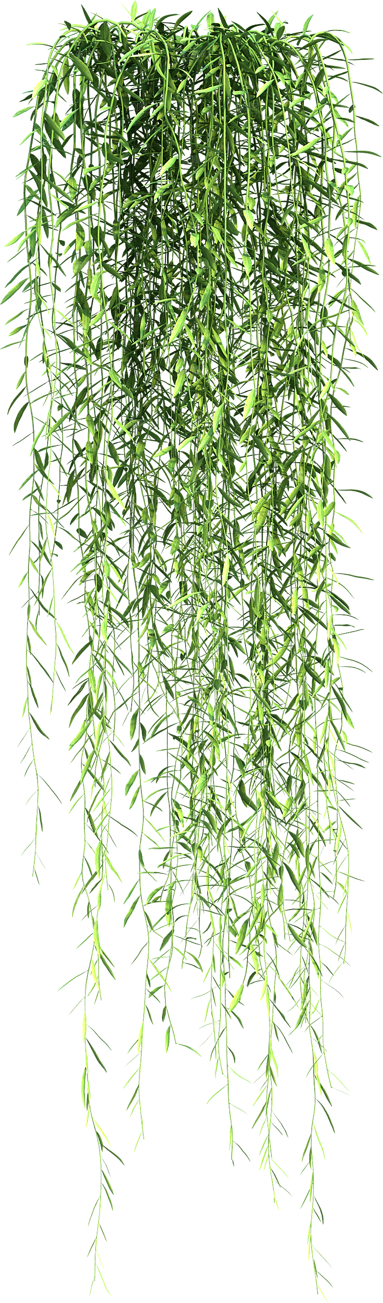 高清景观植物乔木花卉草本观赏草灌木素材