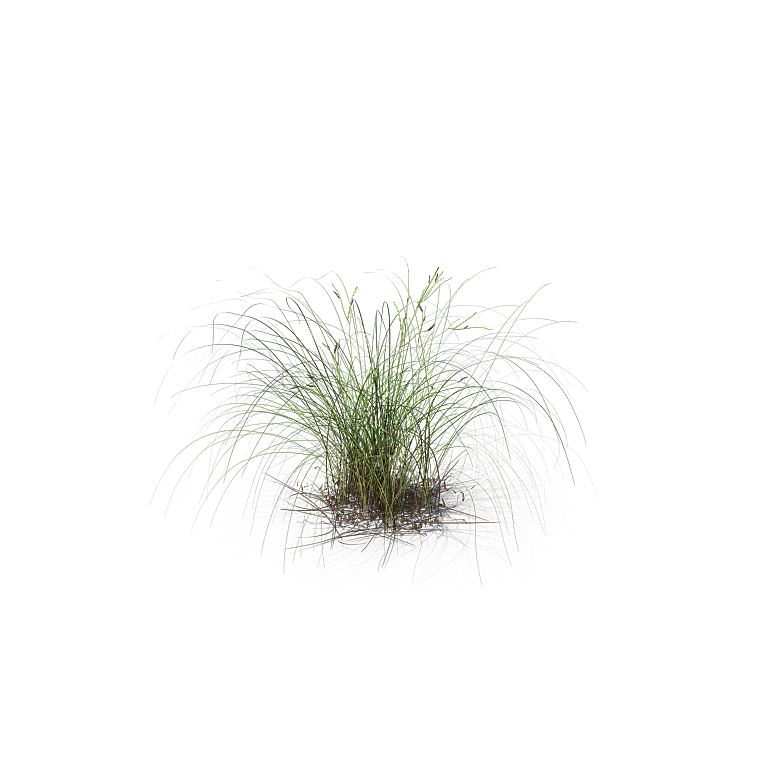 高清景观植物乔木花卉草本观赏草灌木素材