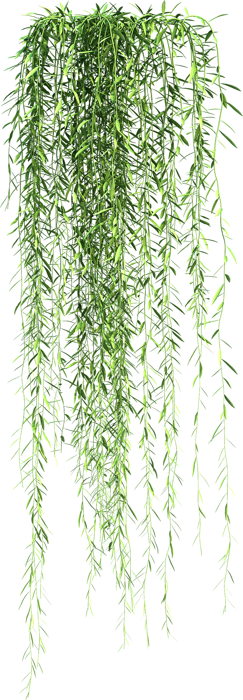 高清景观植物乔木花卉草本观赏草灌木素材
