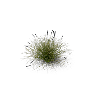 高清景观植物乔木花卉草本观赏草灌木素材