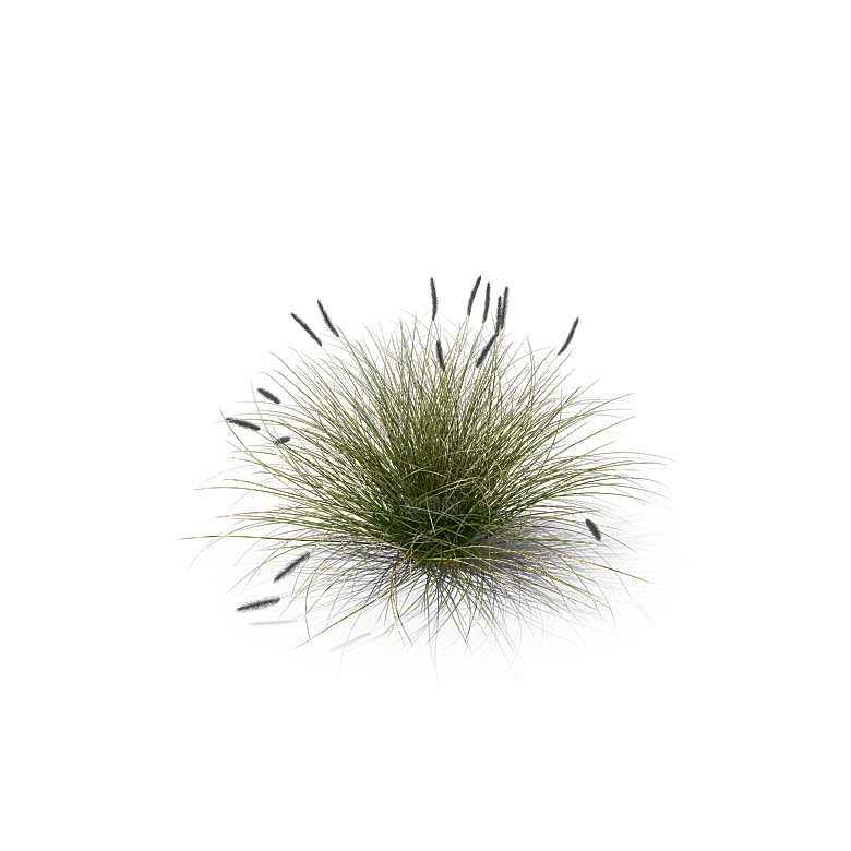 高清景观植物乔木花卉草本观赏草灌木素材