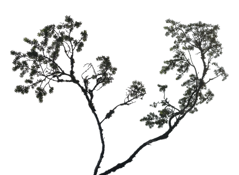 高清景观植物乔木花卉草本观赏草灌木素材