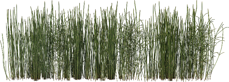 高清景观植物乔木花卉草本观赏草灌木