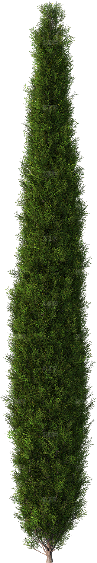 高清景观植物乔木花卉草本观赏草灌木