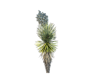 高清景观植物乔木花卉草本观赏草灌木