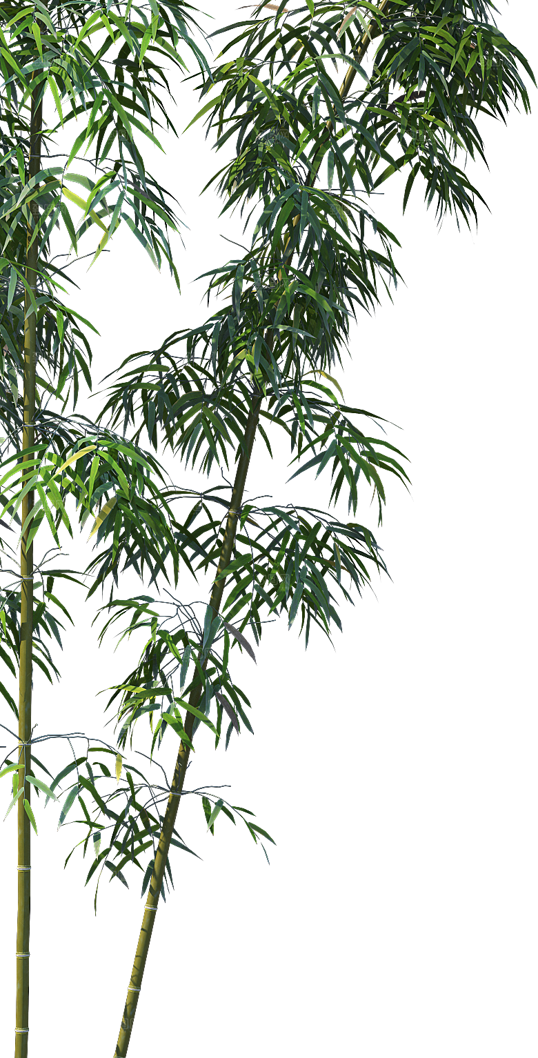 高清景观植物乔木花卉草本观赏草灌木