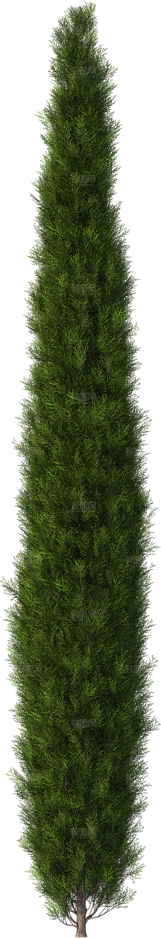 高清景观植物乔木花卉草本观赏草灌木