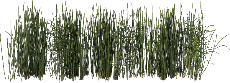 高清景观植物乔木花卉草本观赏草灌木