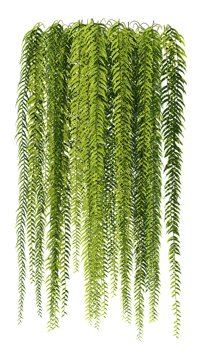 高清景观植物乔木花卉草本观赏草灌木