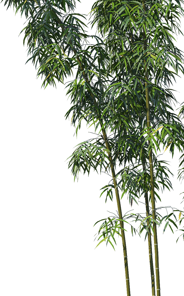 高清景观植物乔木花卉草本观赏草灌木