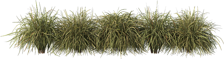 高清景观植物乔木花卉草本观赏草灌木素材