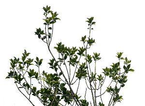 高清景观植物乔木花卉草本观赏草灌木素材