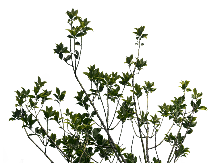 高清景观植物乔木花卉草本观赏草灌木素材
