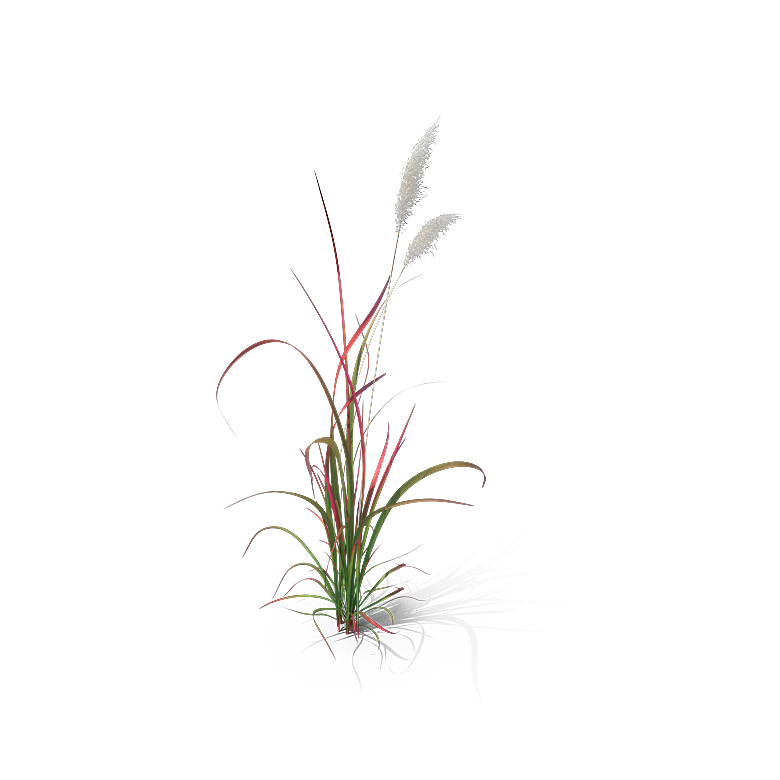 高清景观植物乔木花卉草本观赏草灌木素材