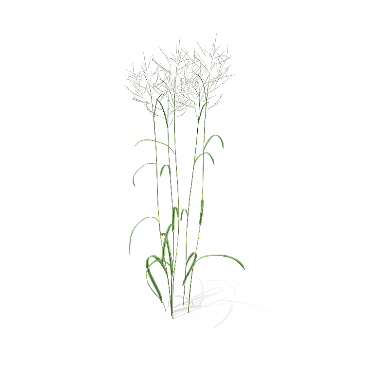 高清景观植物乔木花卉草本观赏草灌木
