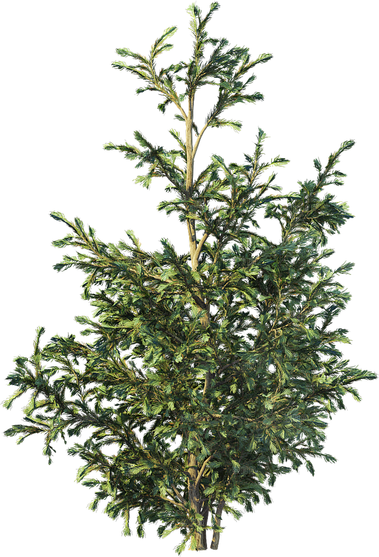 高清景观植物乔木花卉草本观赏草灌木