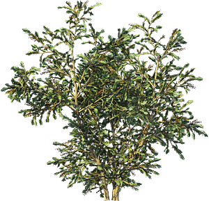 高清景观植物乔木花卉草本观赏草灌木