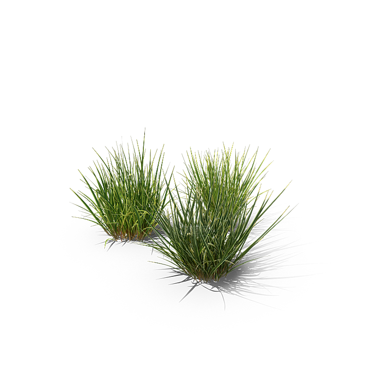 高清景观植物乔木花卉草本观赏草灌木