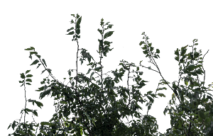 高清景观植物乔木花卉草本观赏草灌木