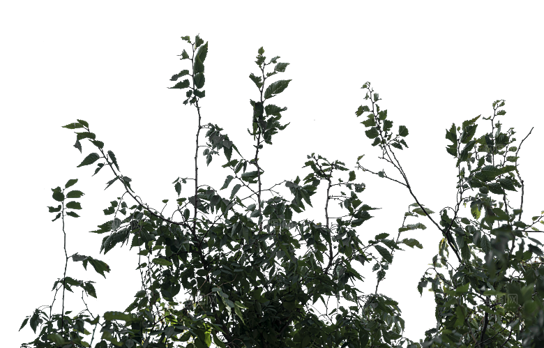 高清景观植物乔木花卉草本观赏草灌木