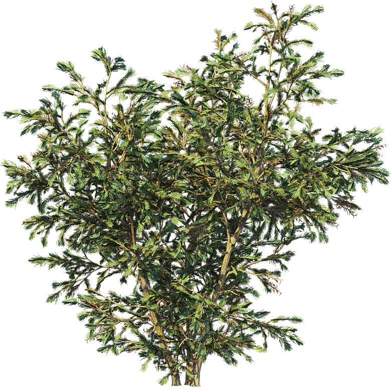 高清景观植物乔木花卉草本观赏草灌木