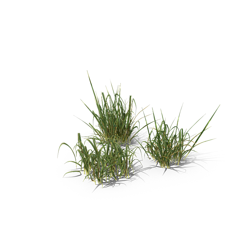 高清景观植物乔木花卉草本观赏草灌木